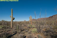 cactus landscape